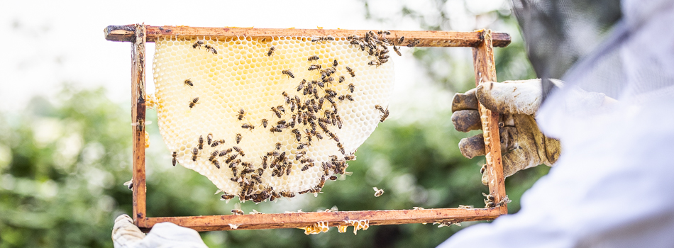 Faszination Bienenwabe