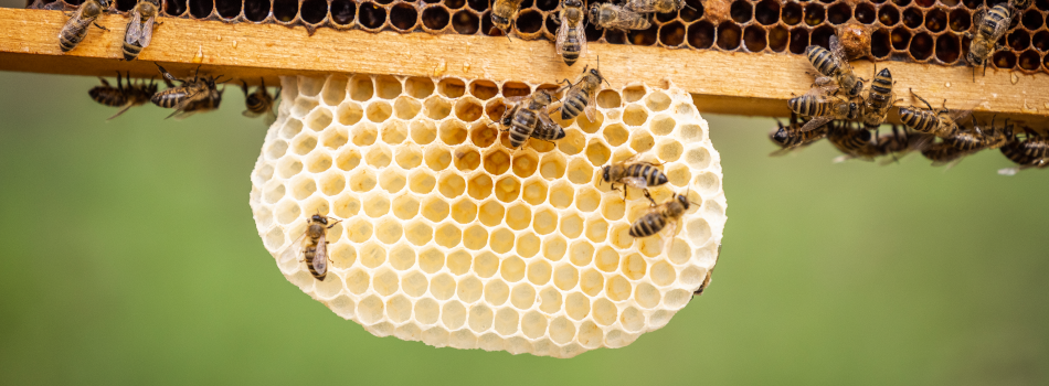Struktur der Bienenwabe